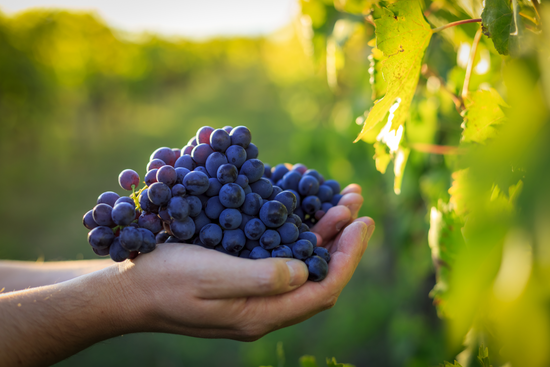 How To Harvest Wine Grapes